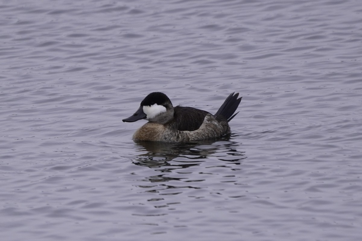 Ruddy Duck - ML646611657
