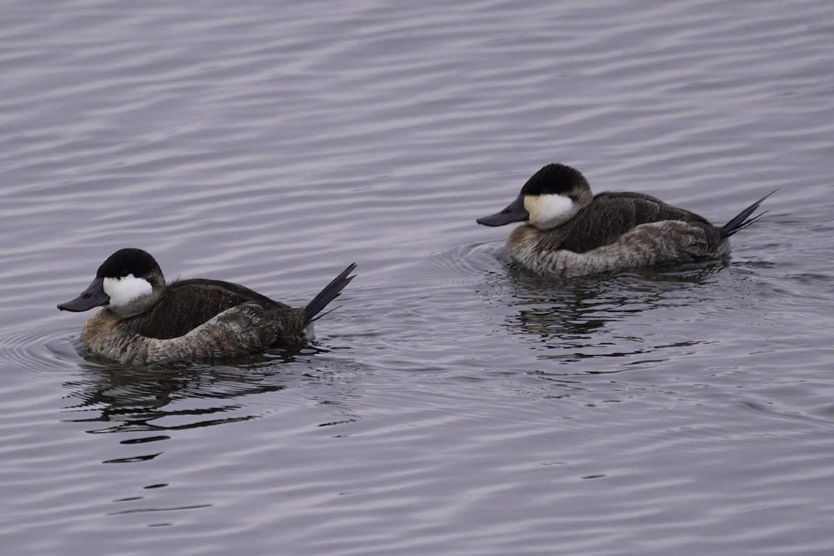 Ruddy Duck - ML646611658