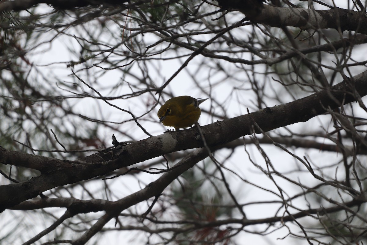 Pine Warbler - ML646611659