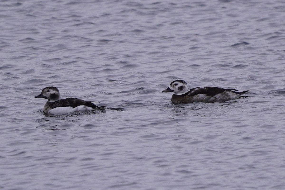 Long-tailed Duck - ML646611664