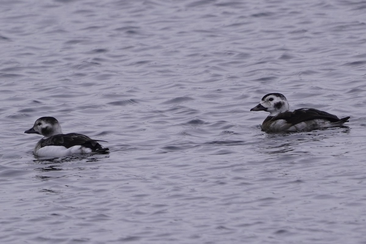 Long-tailed Duck - ML646611665