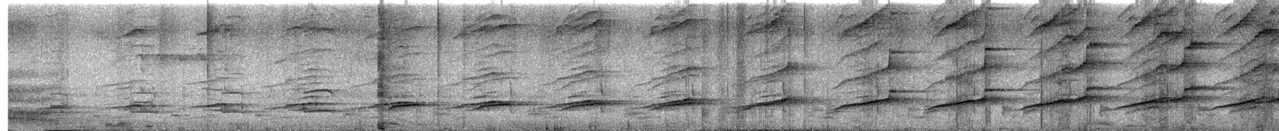 White-throated Rail - ML646611668