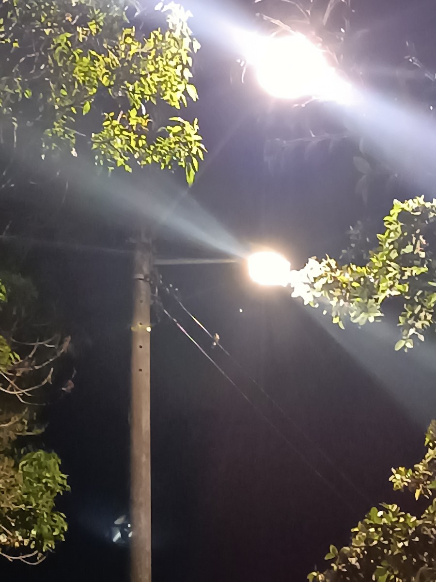 Contopus sp. - ML646611670