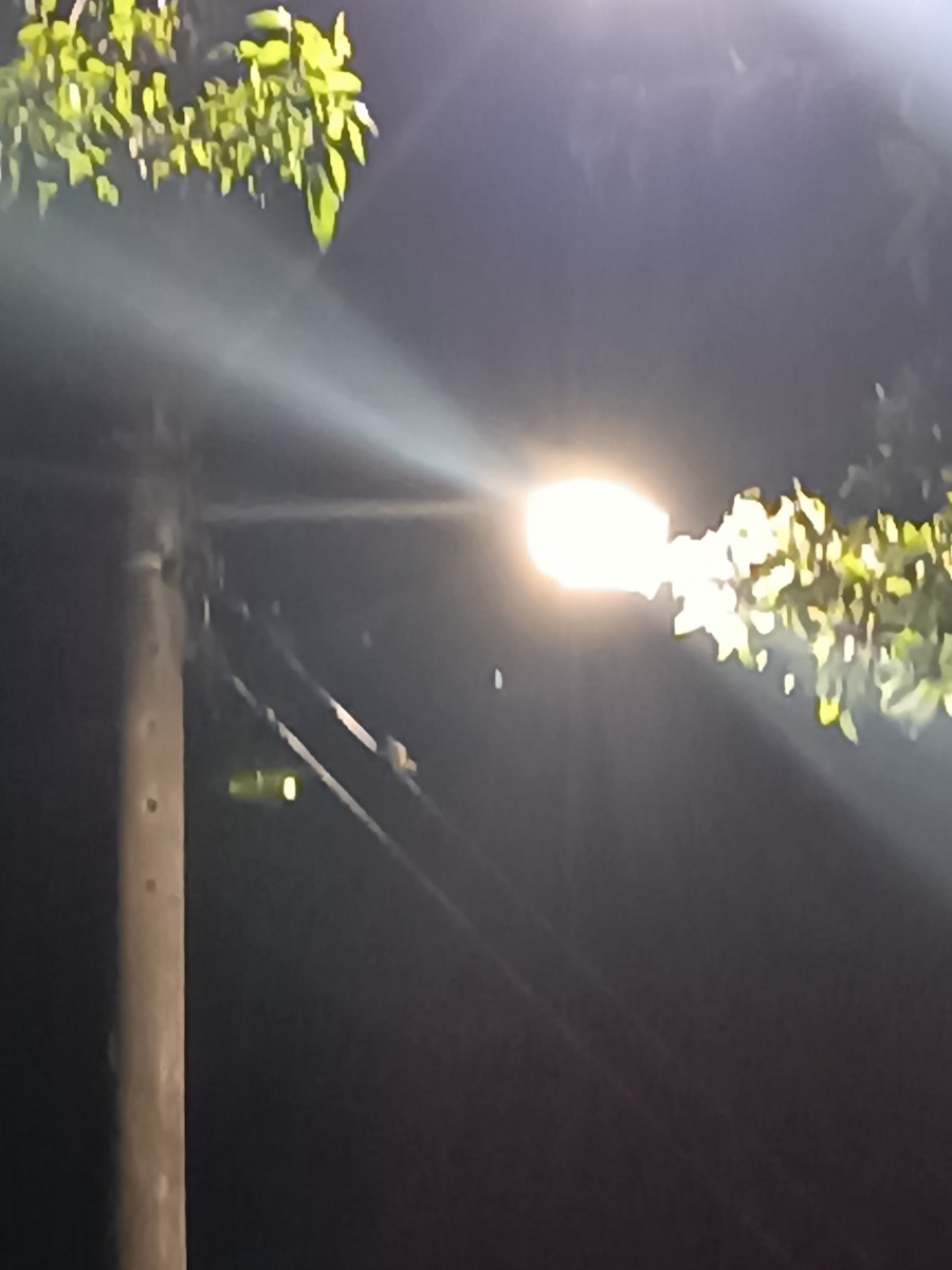 pewee sp. (Contopus sp.) - ML646611671