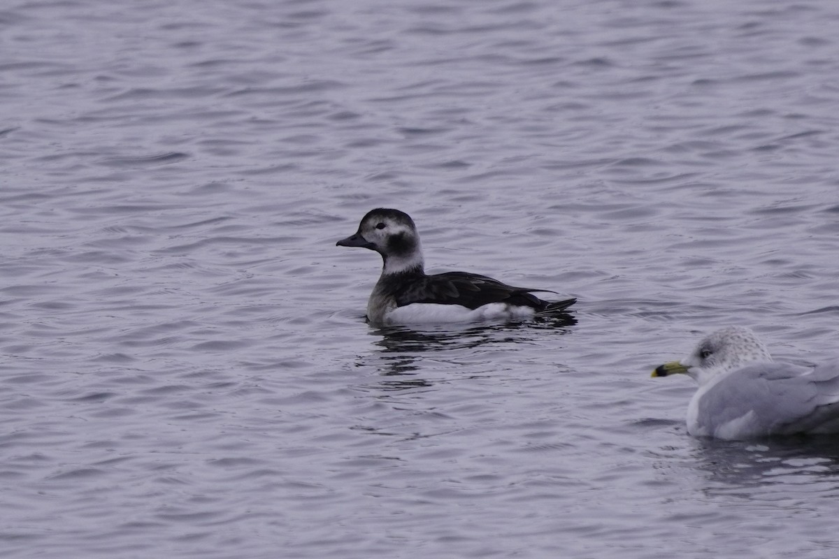 Морянка - ML646611674