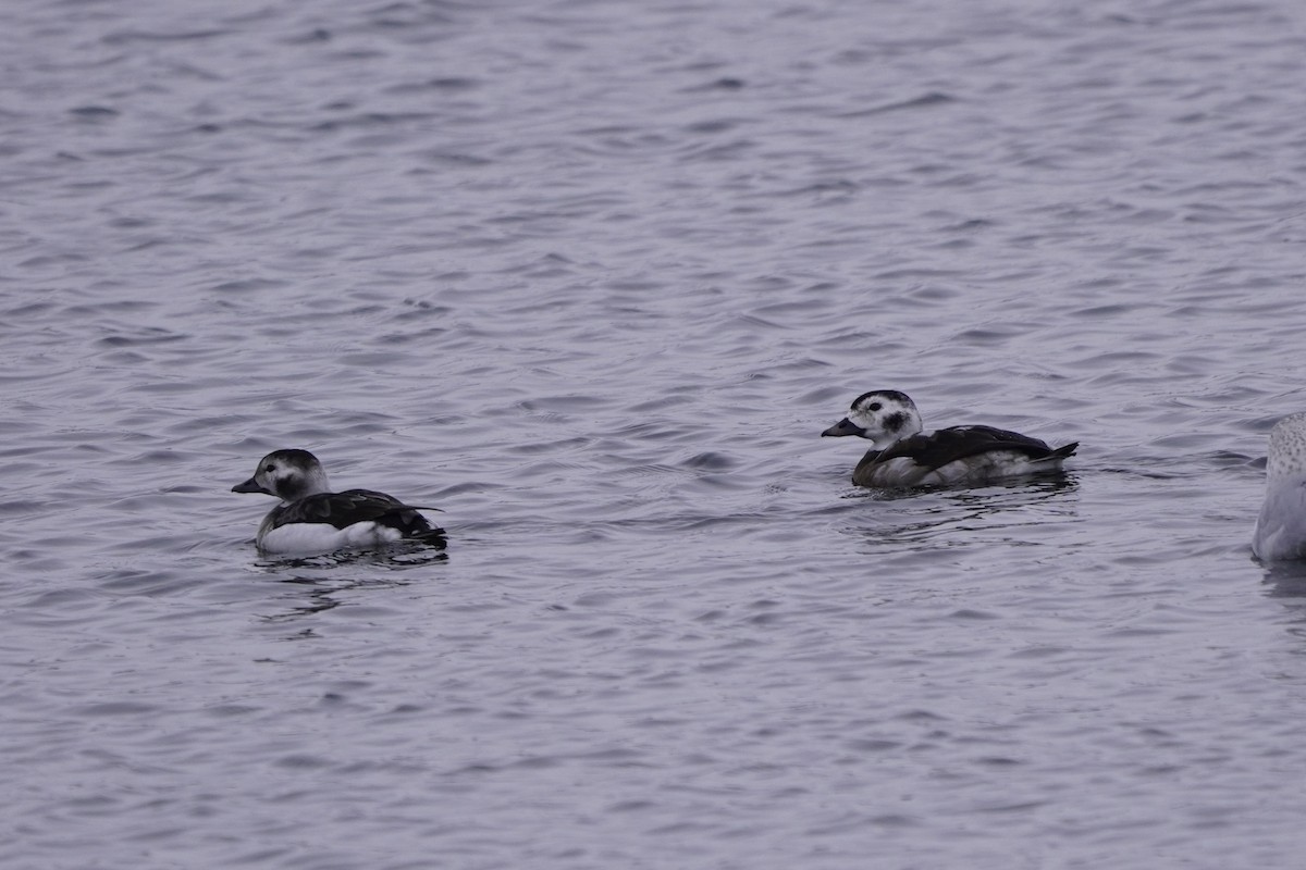 Морянка - ML646611675