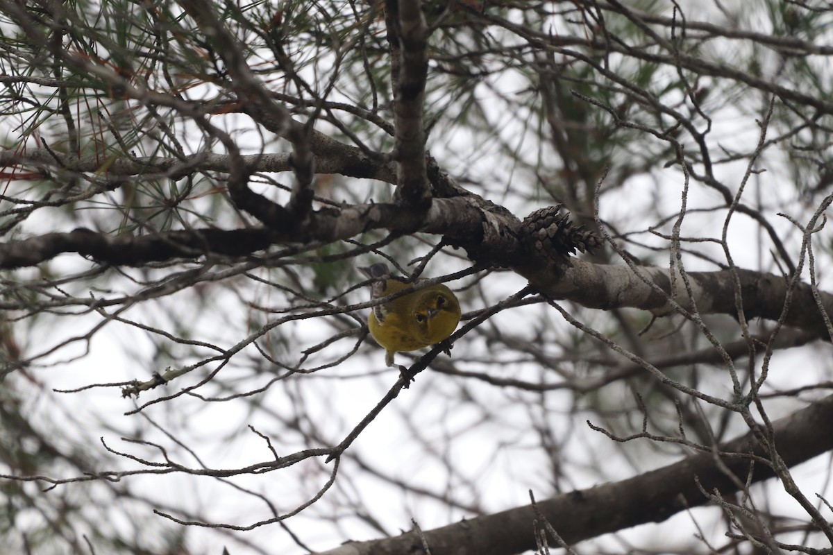 Сосновая древесница - ML646611676