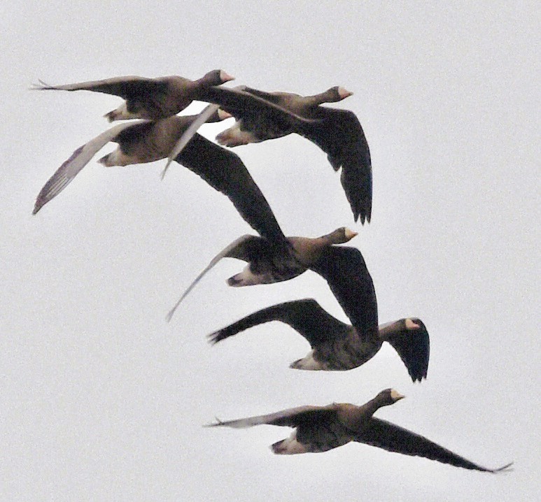 Белолобый гусь - ML646611677