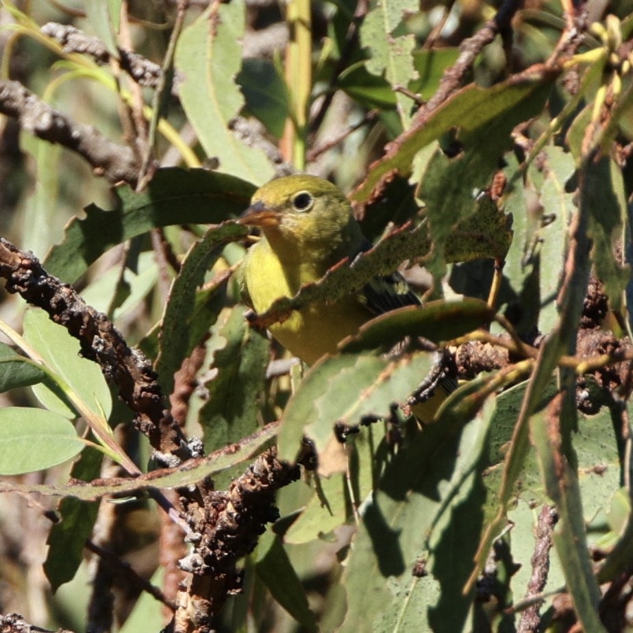 Bullock's Oriole - ML646611679