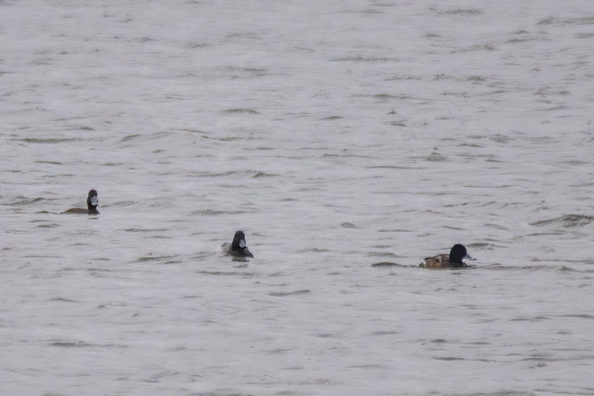 Morbaş Patka - ML646611680