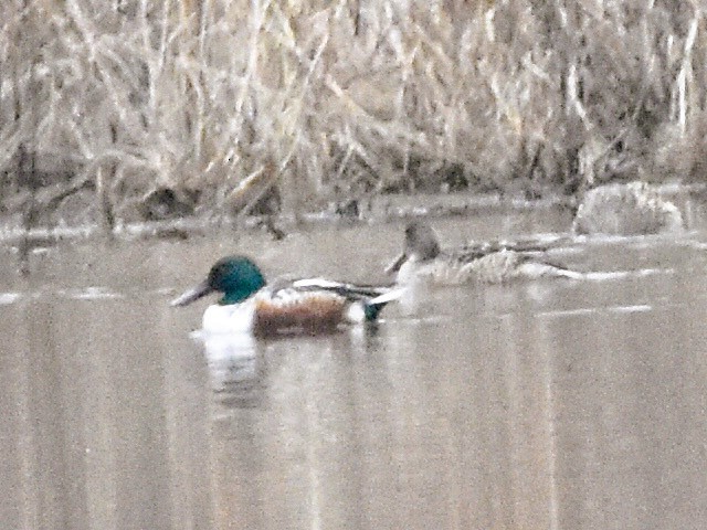 Широконоска - ML646611681