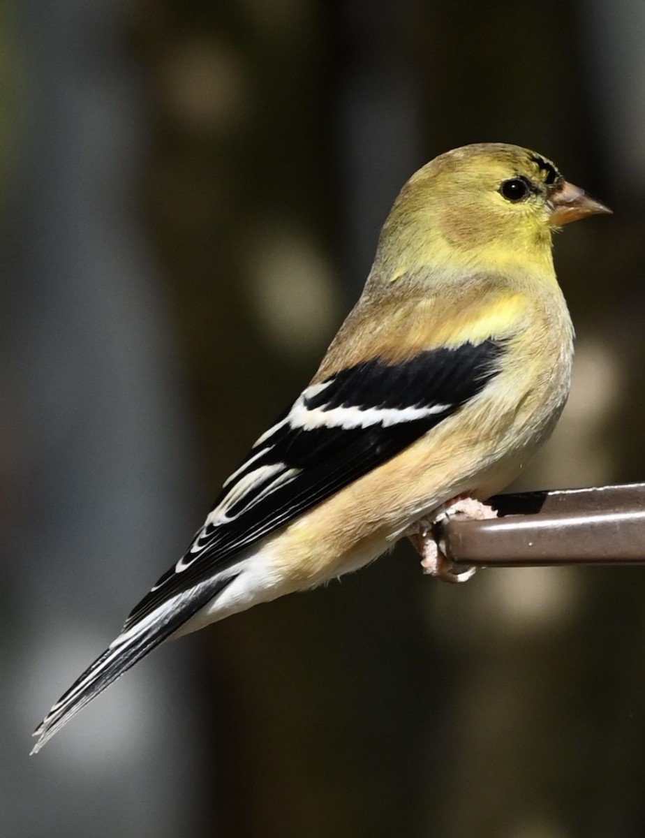 Altın İskete - ML646611682