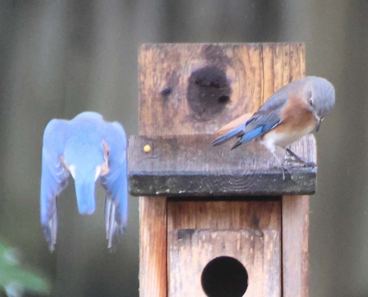 Восточная сиалия - ML646611683