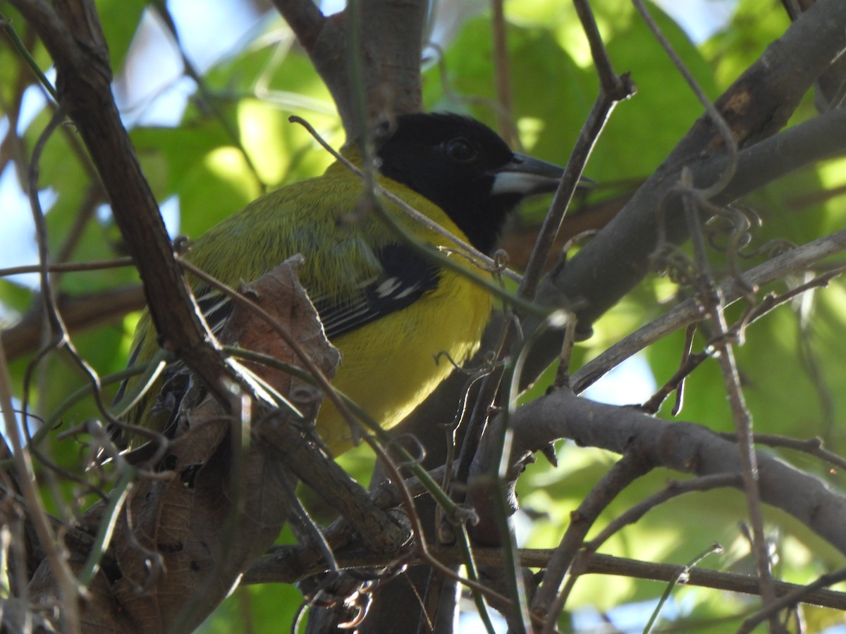 Audubon's Oriole - ML646611685