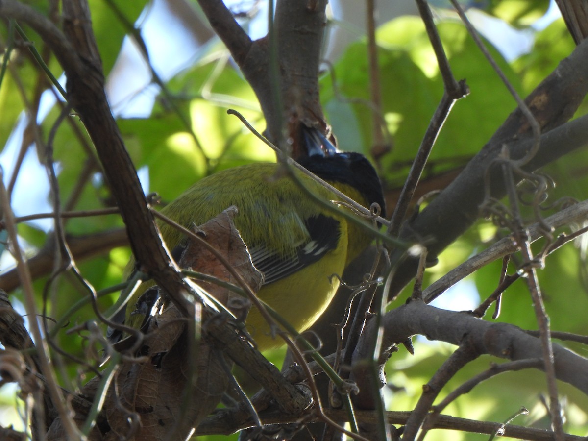 Audubon's Oriole - ML646611686