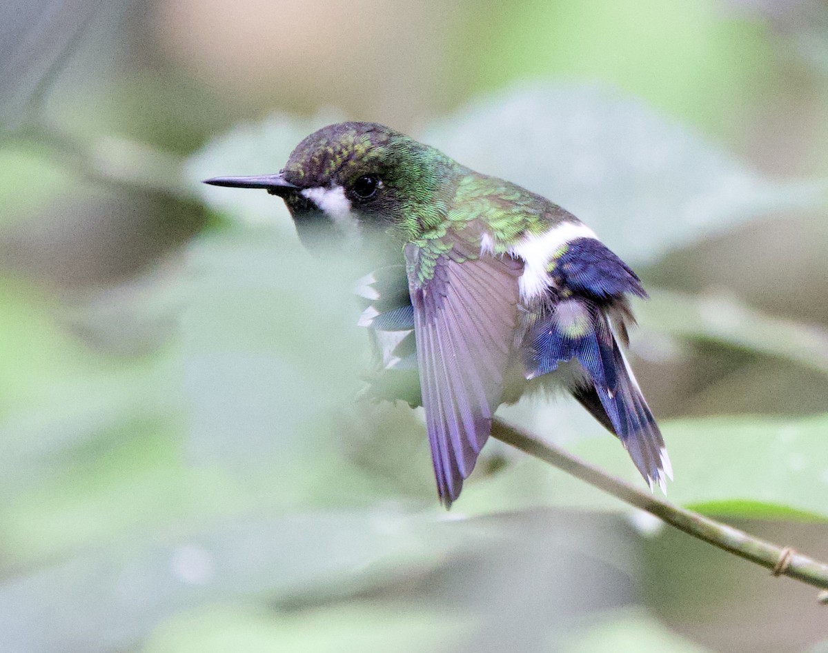 Зелёная шипохвостка - ML646611687