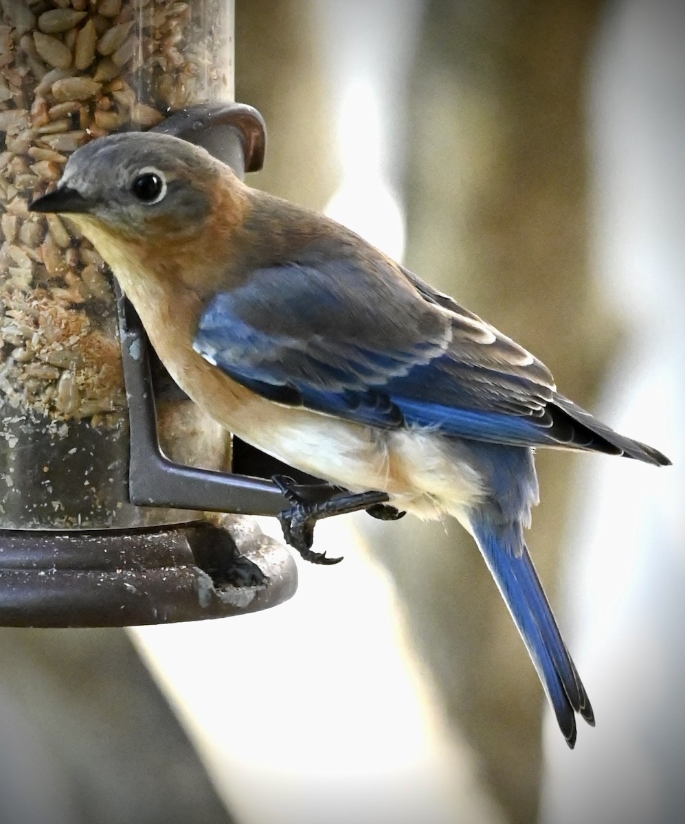 Eastern Bluebird - ML646611689