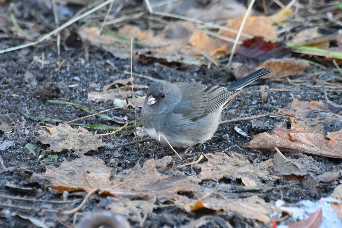Юнко сірий - ML646611690