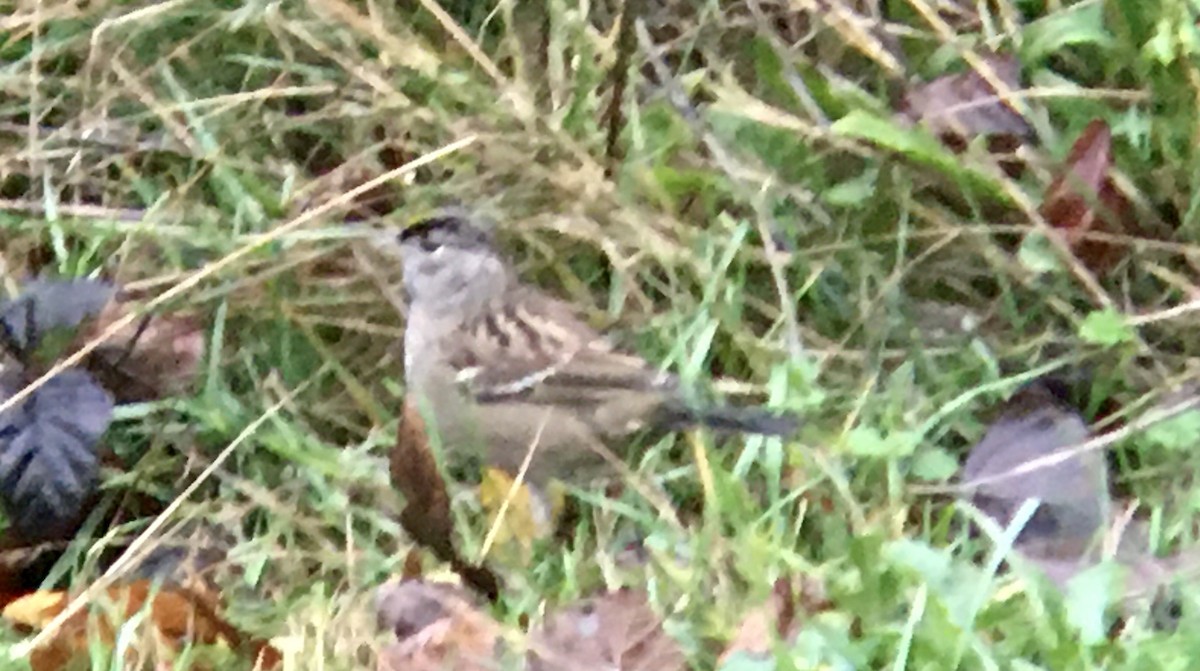 Чернобровая овсянка - ML646611693