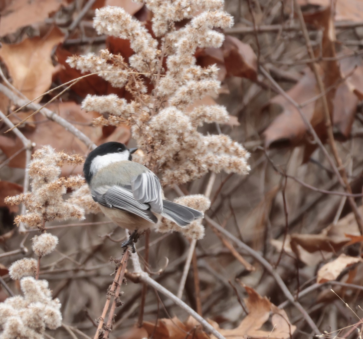Mésange à tête noire - ML646611696