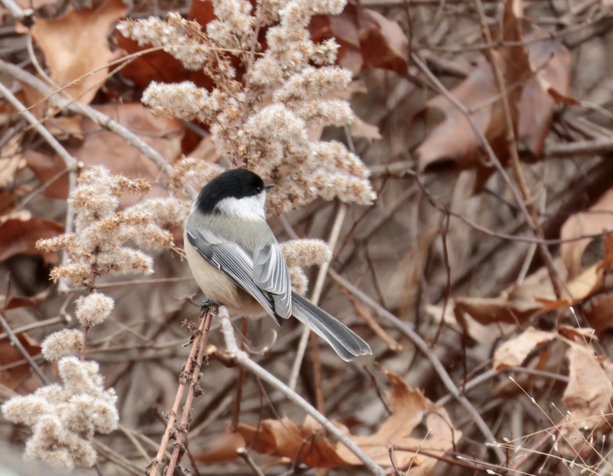 Mésange à tête noire - ML646611699