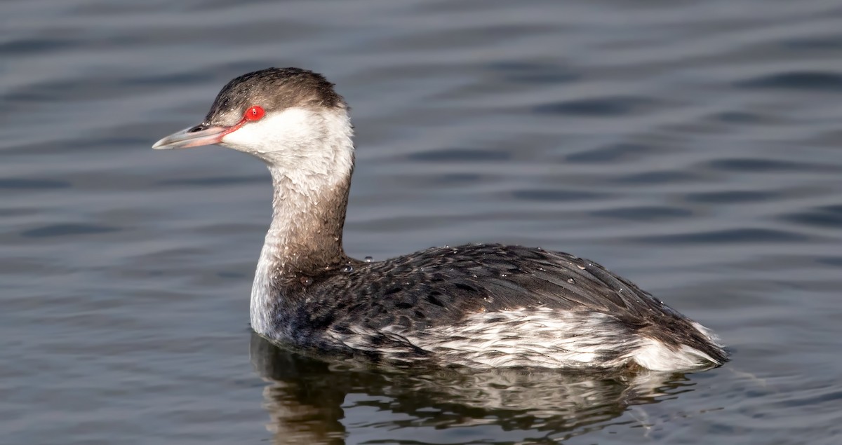 Ухаа шунгуур - ML646611700