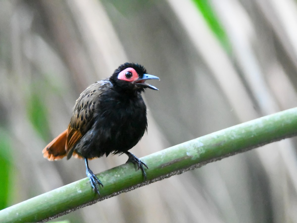 Black-spotted Bare-eye - ML646611702