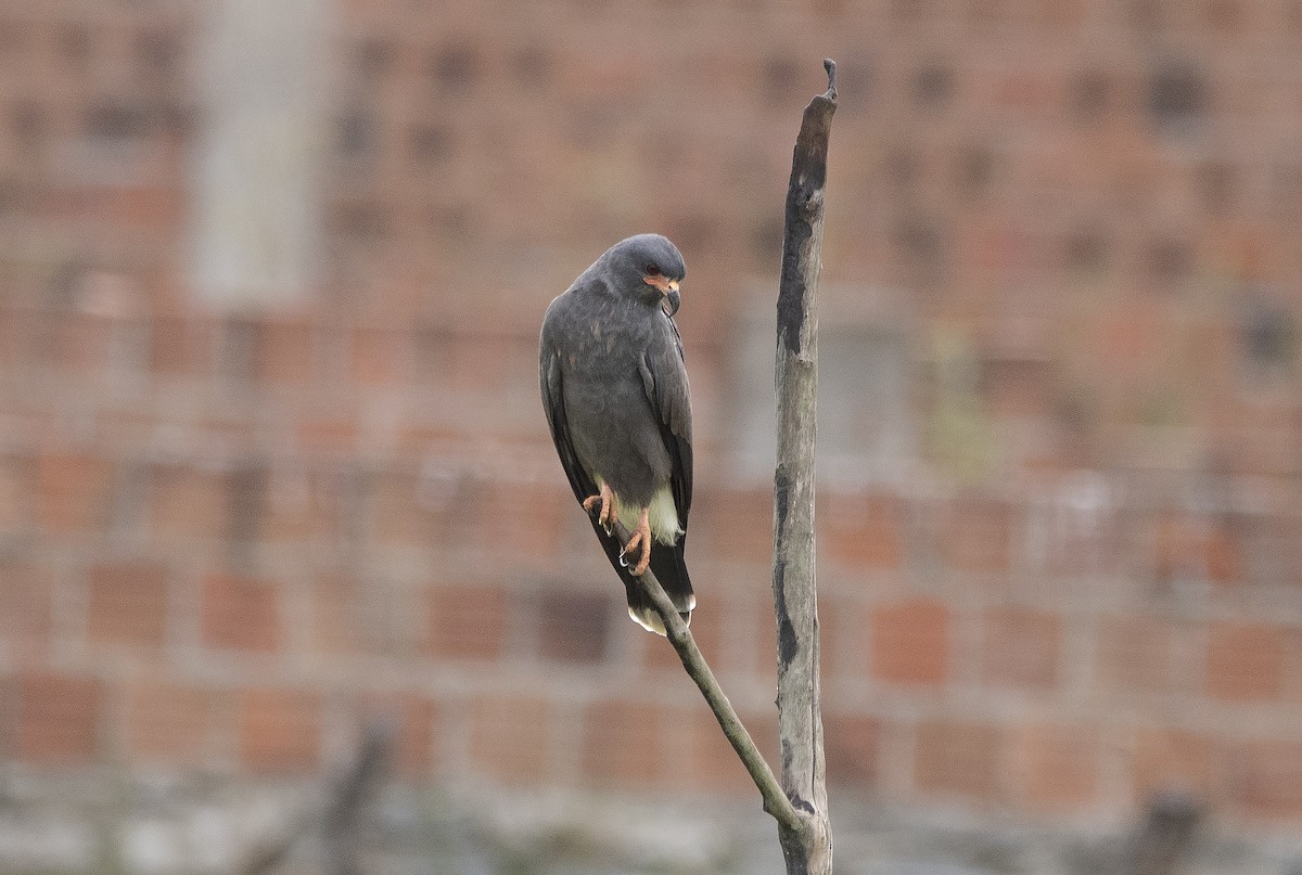 Коршун-слизнеед - ML646611703