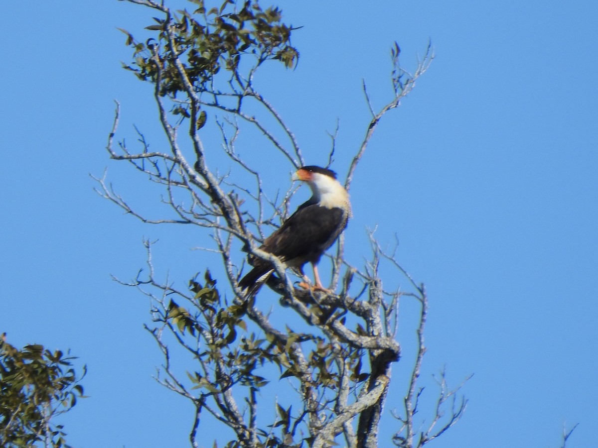 karančo jižní (ssp. cheriway) - ML646611704