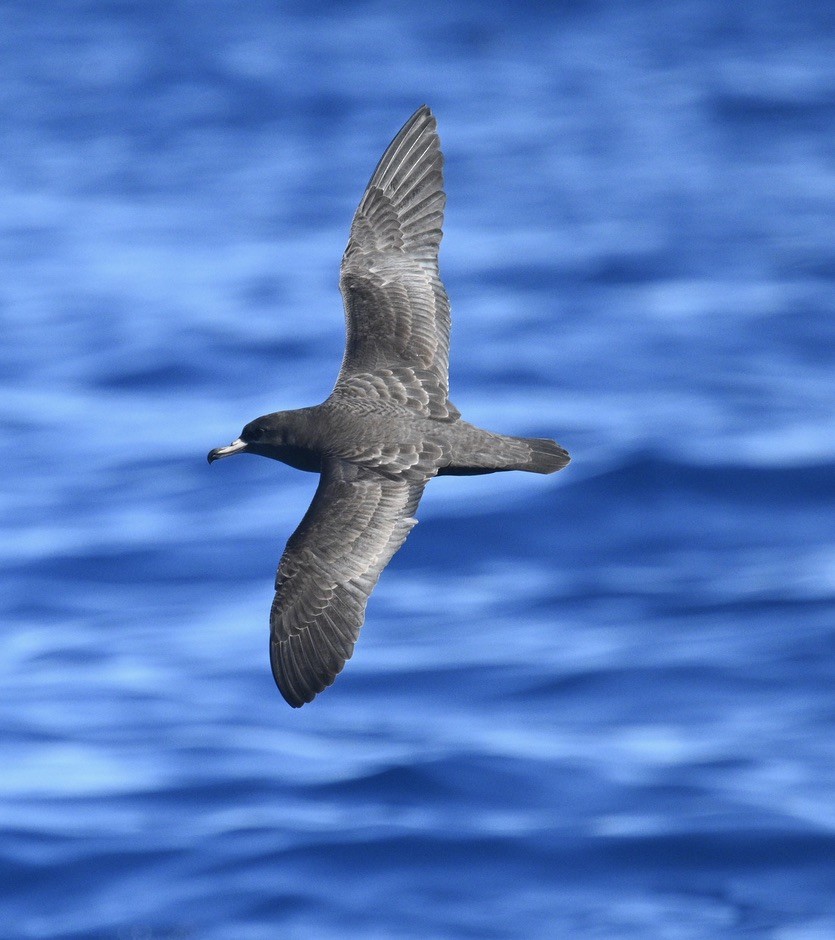 Бледноногий буревестник - ML646611705