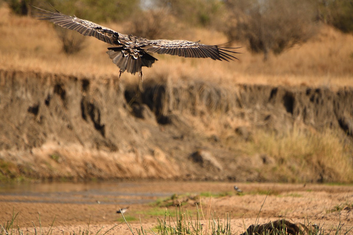 Benekli Akbaba - ML646611706