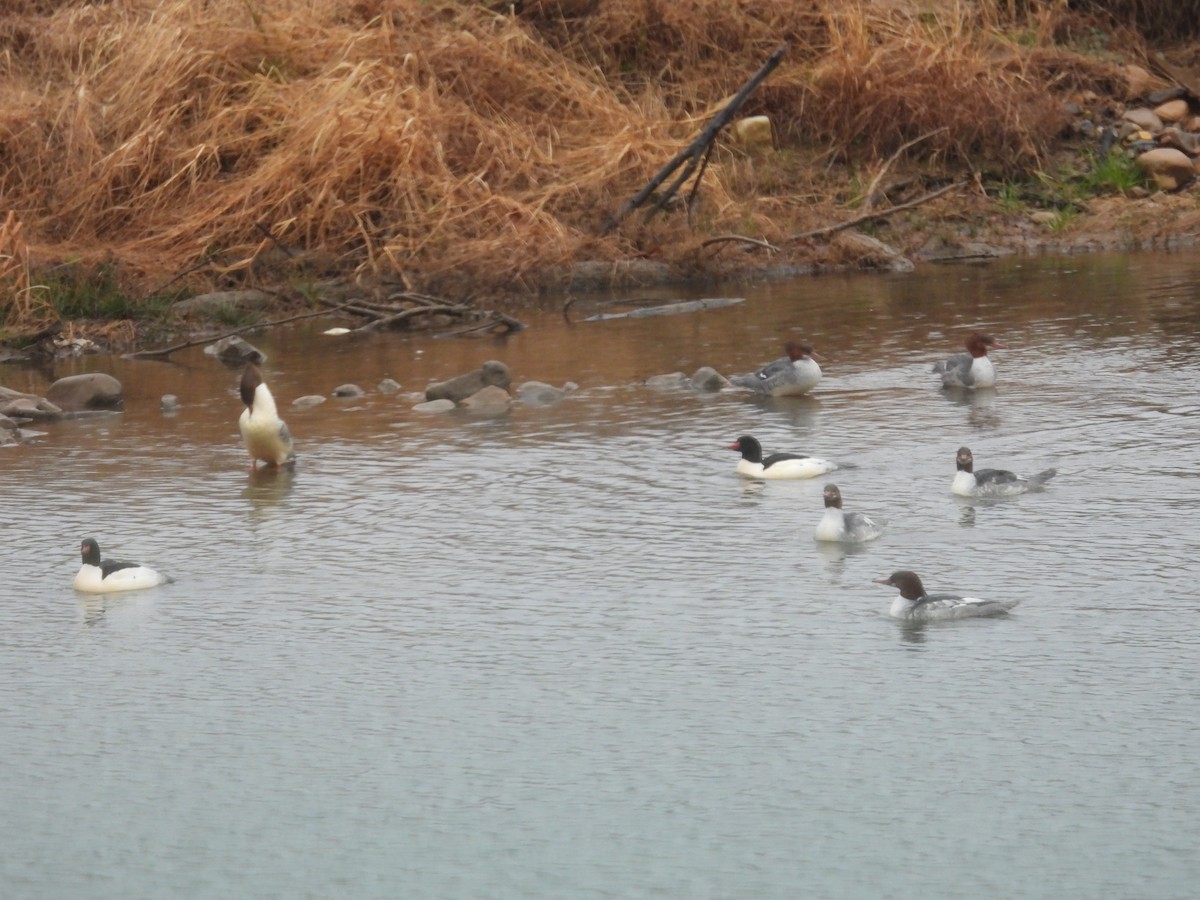 Common Merganser - ML646611707