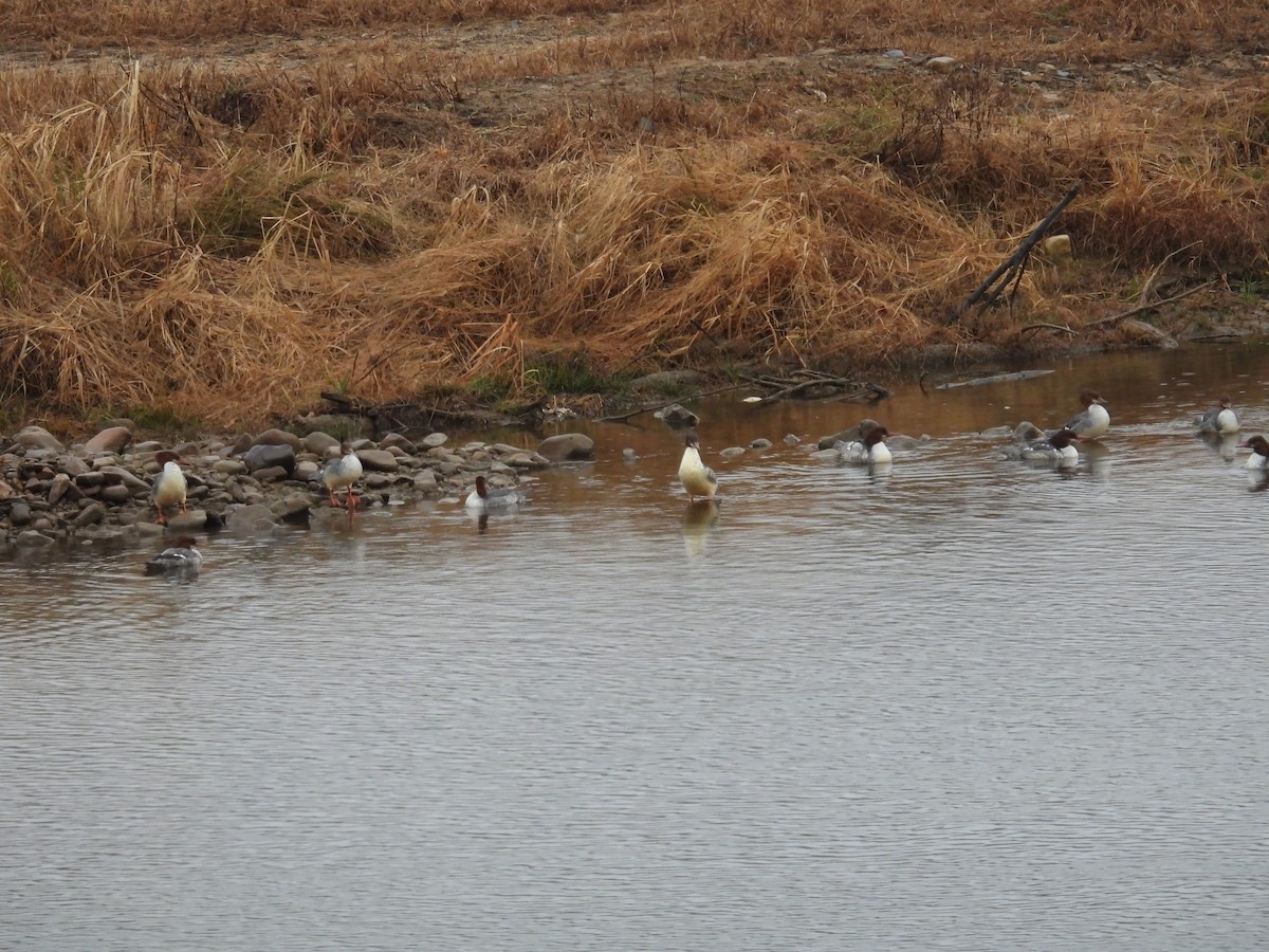 Common Merganser - ML646611709