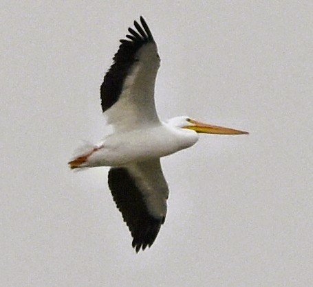 Пеликан-носорог - ML646611710