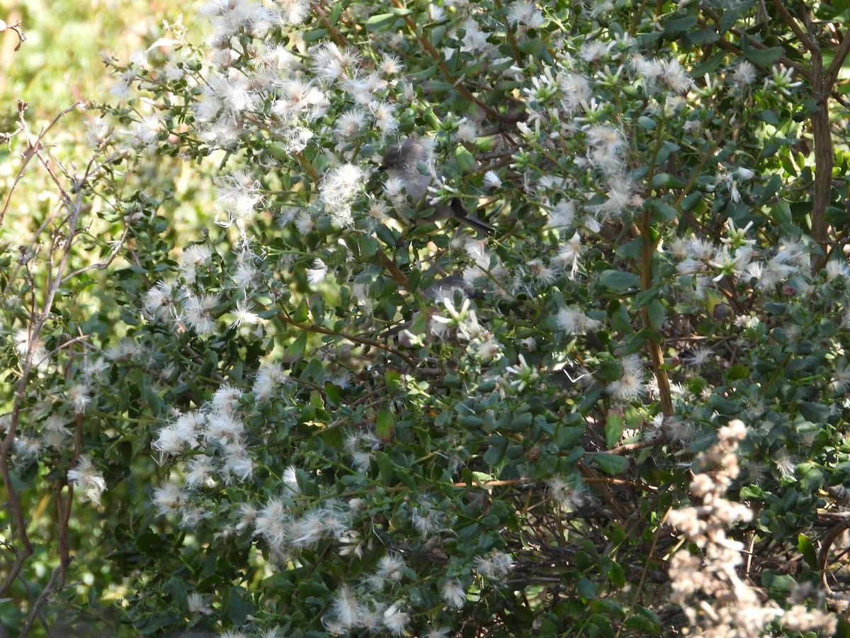 Серый ополовничек - ML646611711