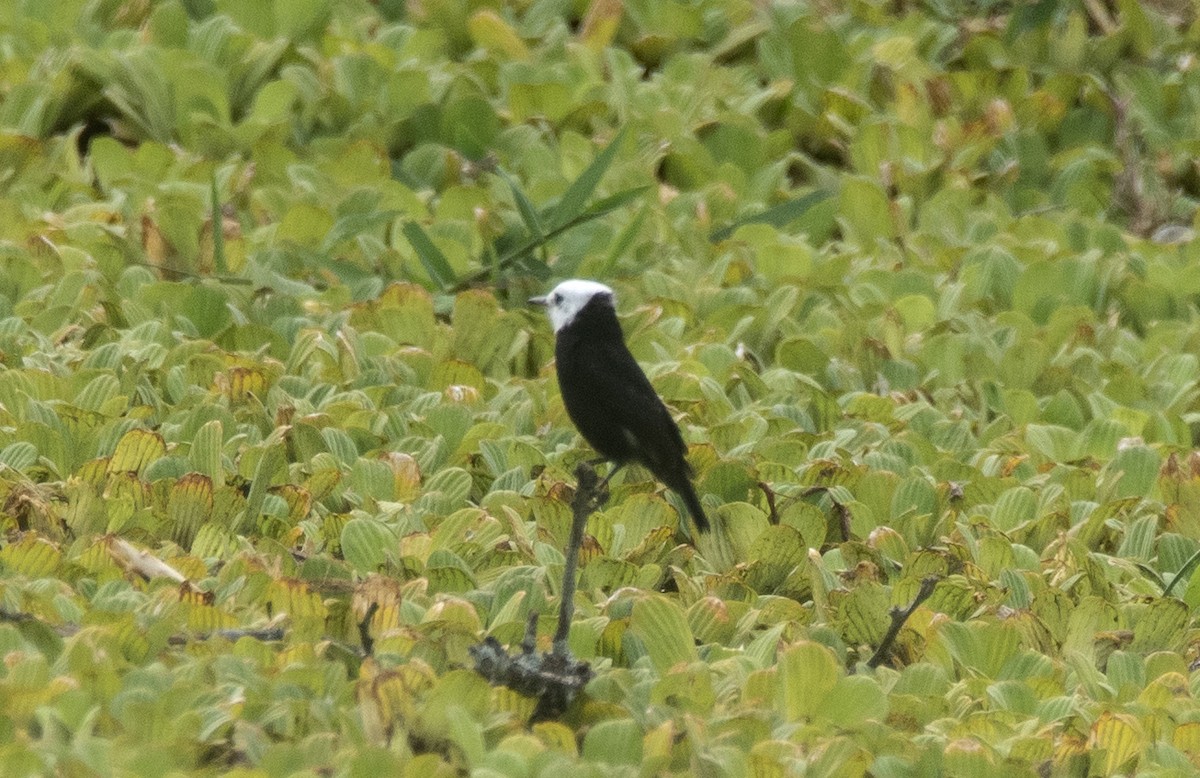 Белоголовый мухолов - ML646611713