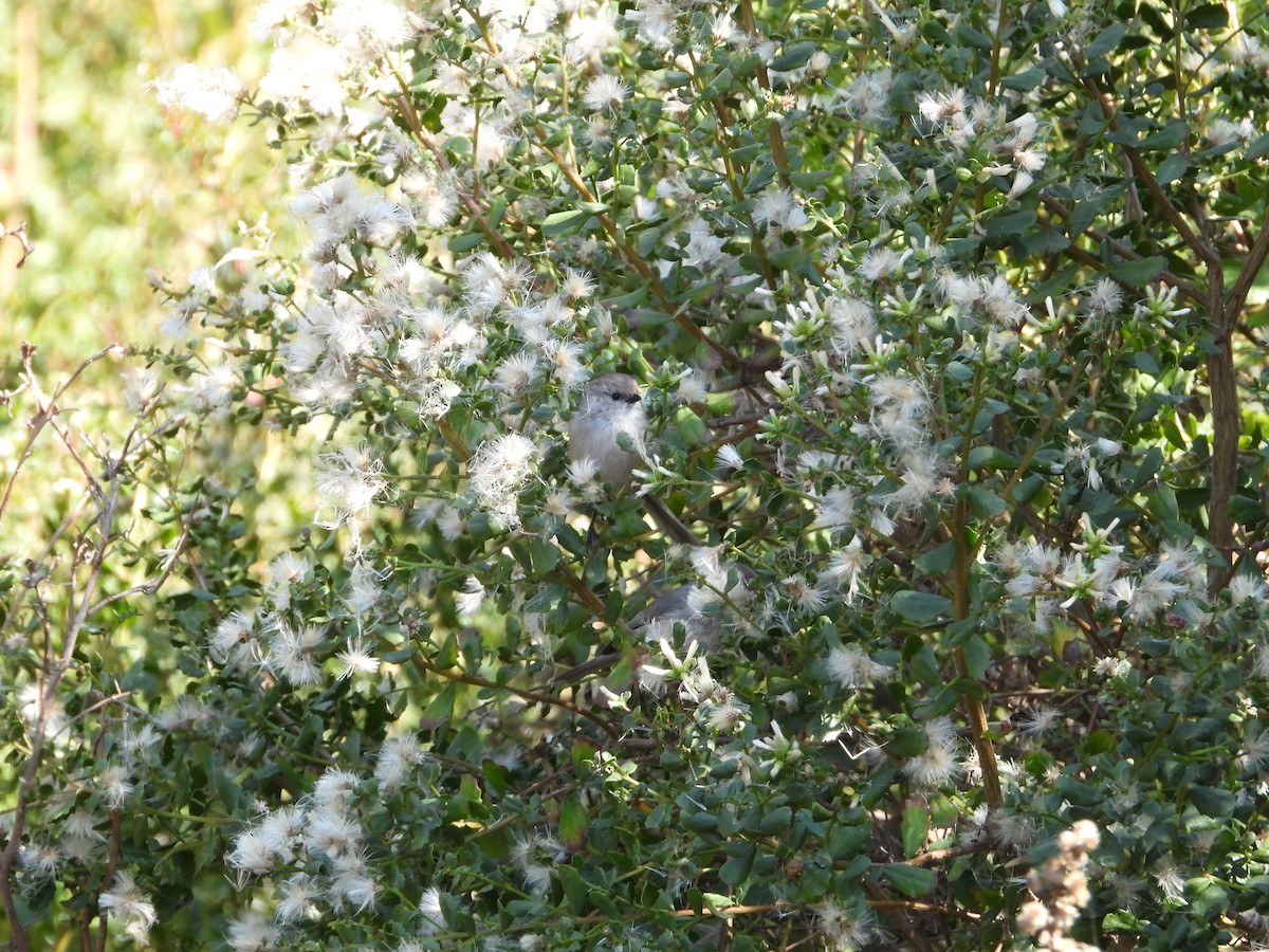 Серый ополовничек - ML646611714