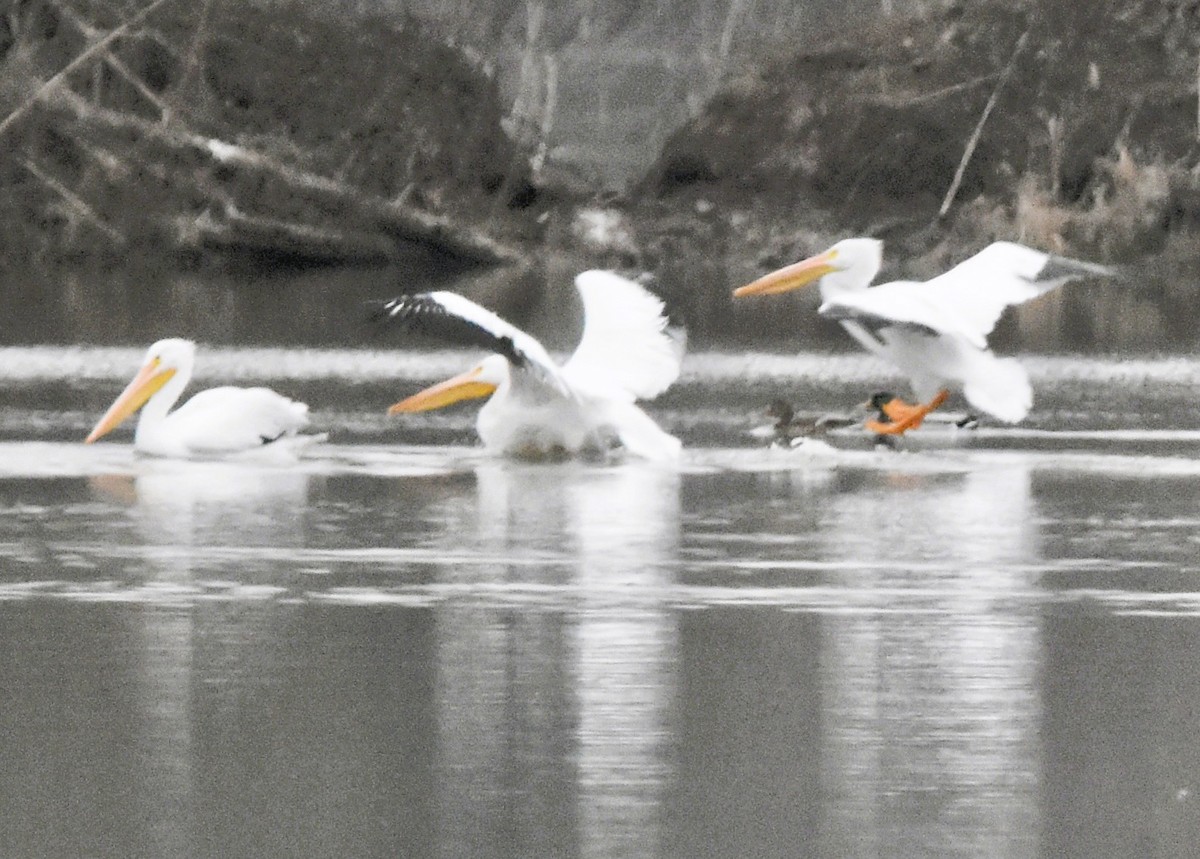 Пеликан-носорог - ML646611715