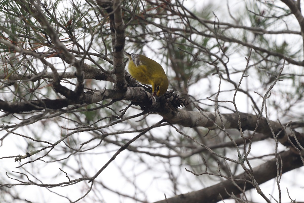 Сосновая древесница - ML646611716