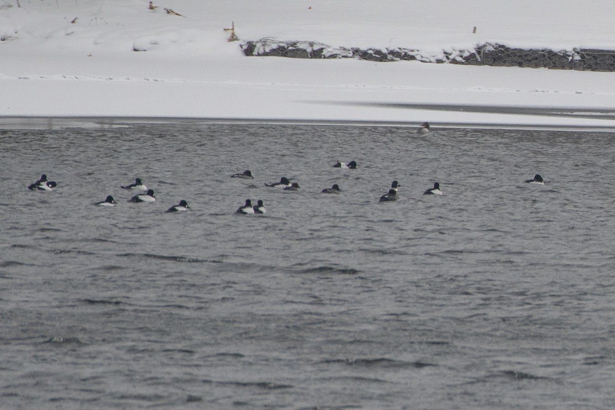 Common Goldeneye - ML646611717