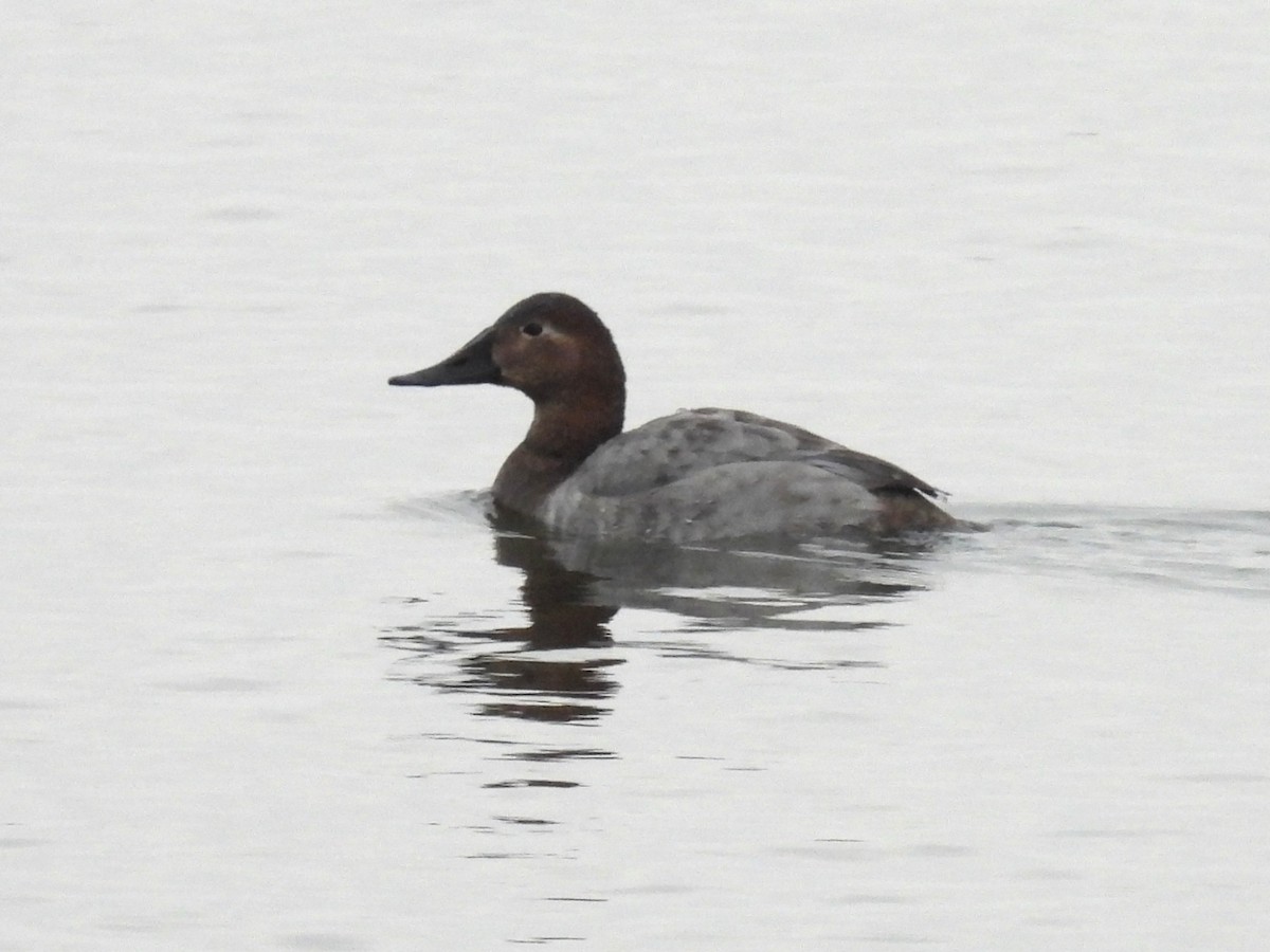 Canvasback - ML646611718