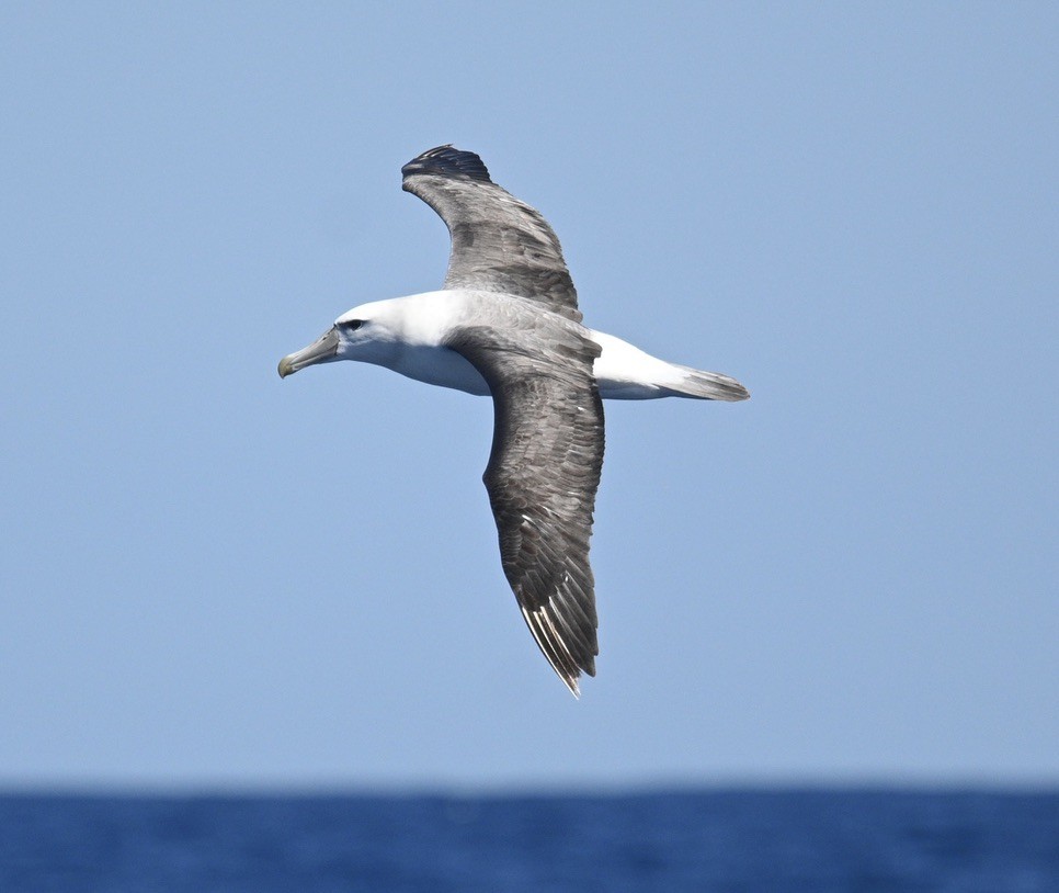 Albatros Cauto - ML646611719