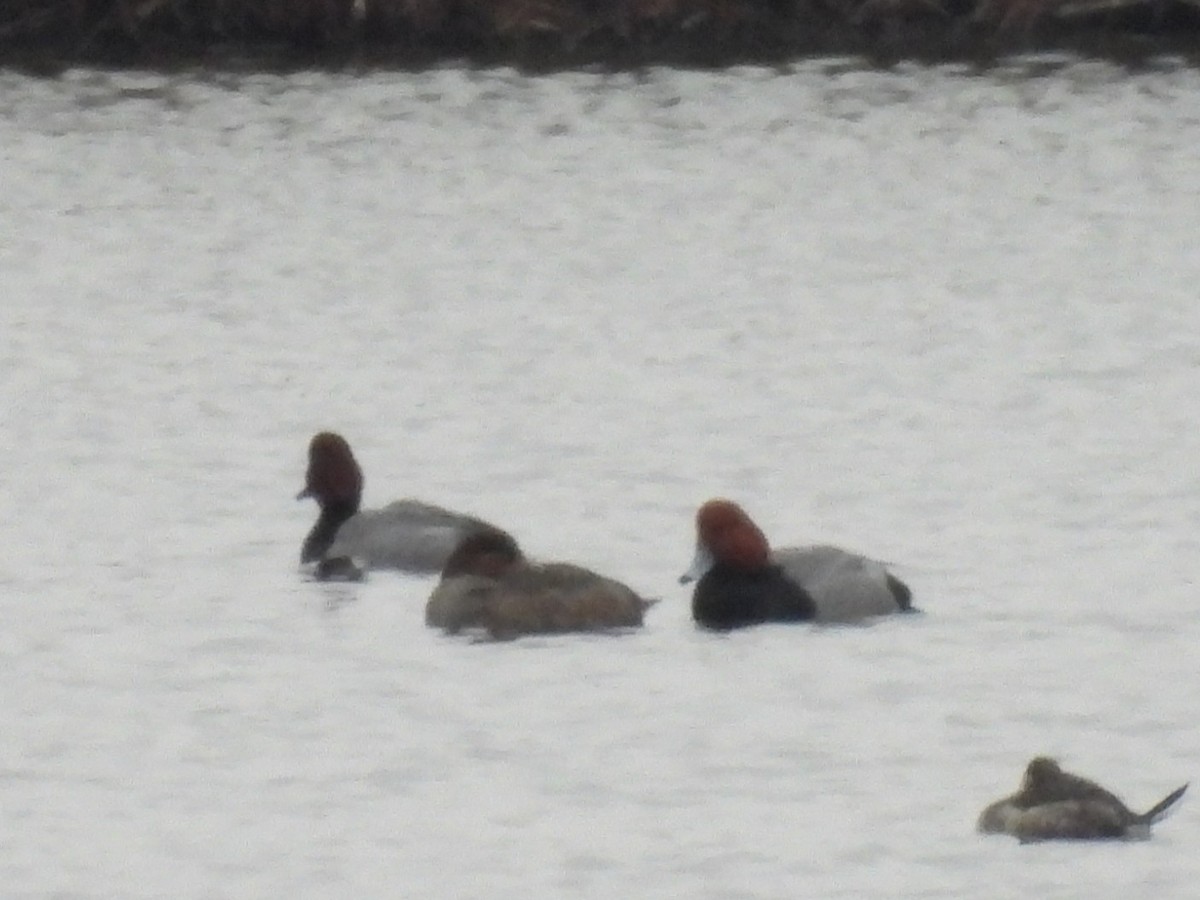 Redhead - ML646611721