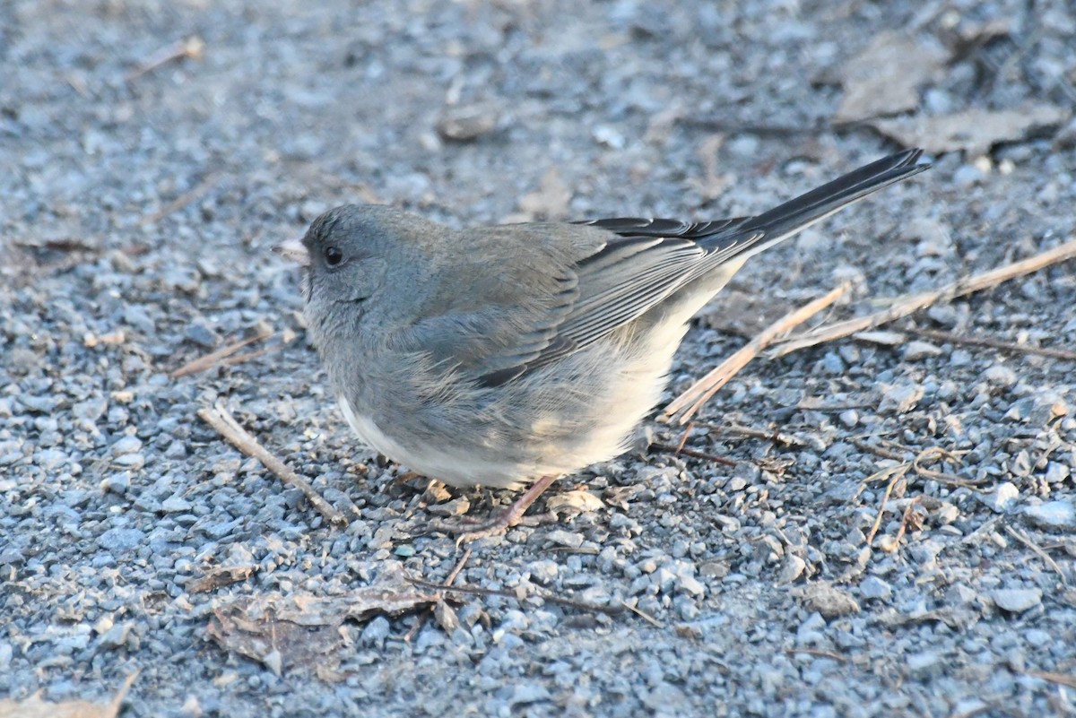 Юнко сірий - ML646611722