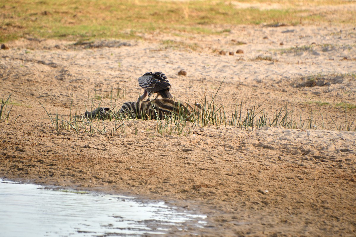 Benekli Akbaba - ML646611723