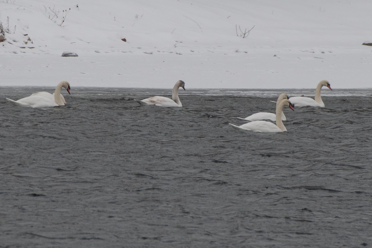 Mute Swan - ML646611726