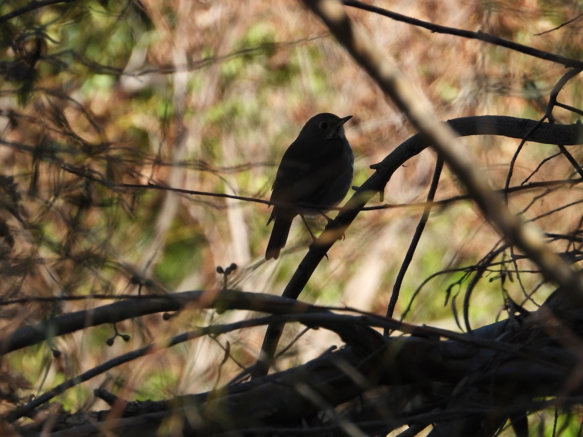 Hermit Thrush - ML646611729