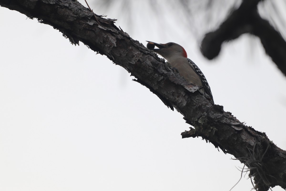 Carpintero de Carolina - ML646611730