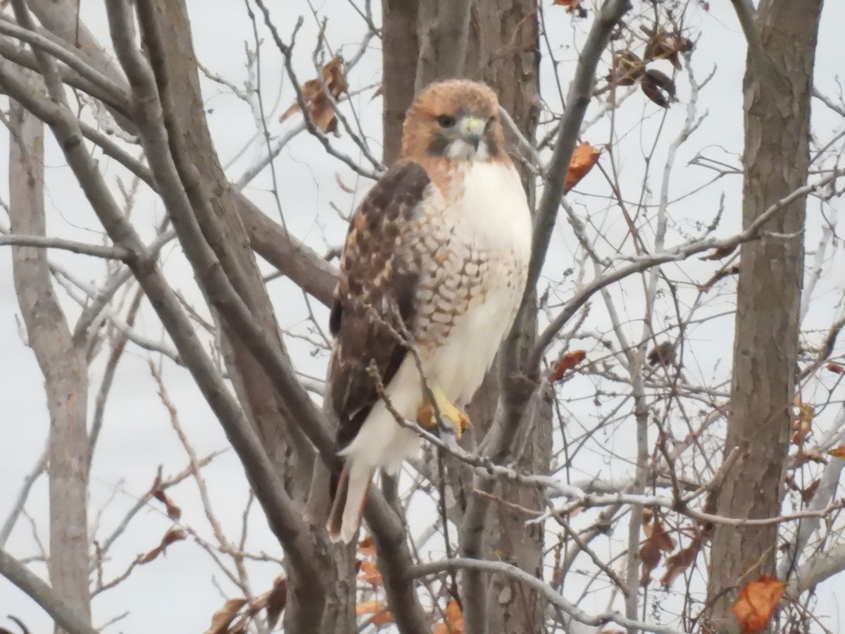 Red-tailed Hawk - ML646611734