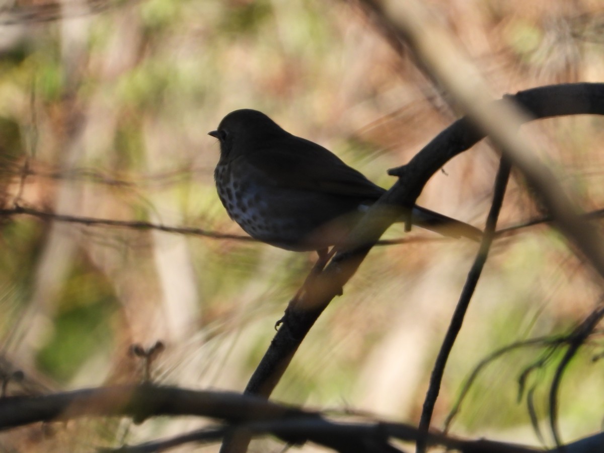 Hermit Thrush - ML646611736